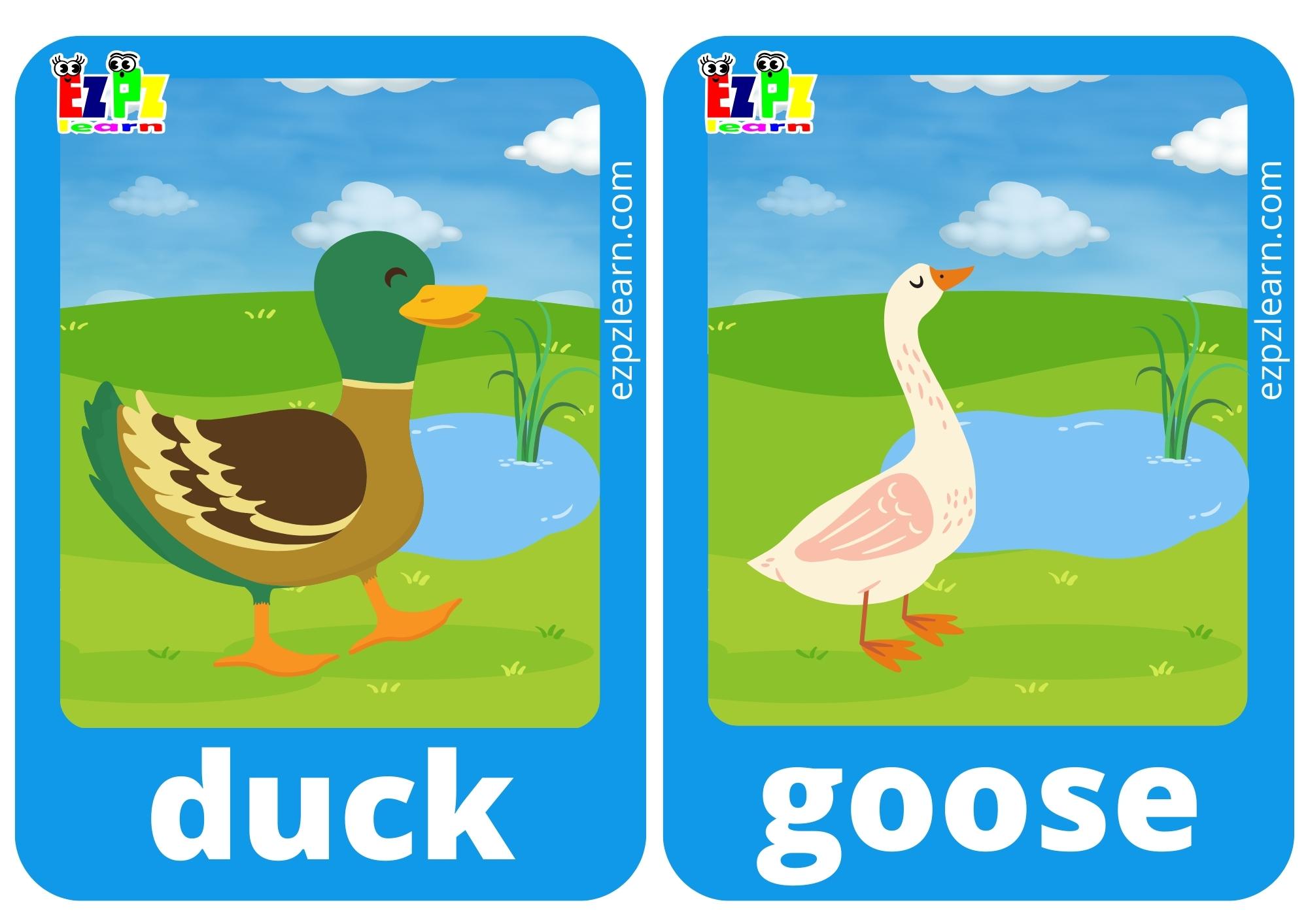 duck and goose
